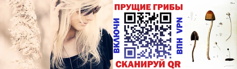 Псилоцибиновые грибы Cubensis Уржум